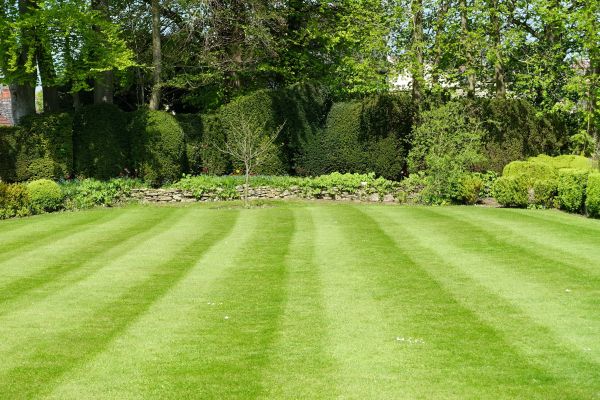 Cost of Grass Care Service in Midland