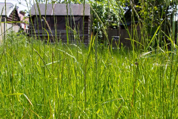 Cost of Overgrown Lawn Trimming in Midland