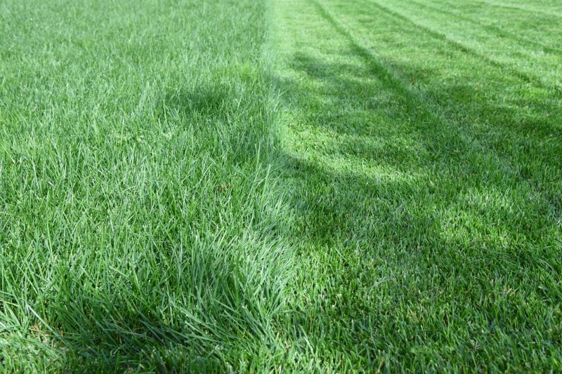 Well-Manicured Lawn